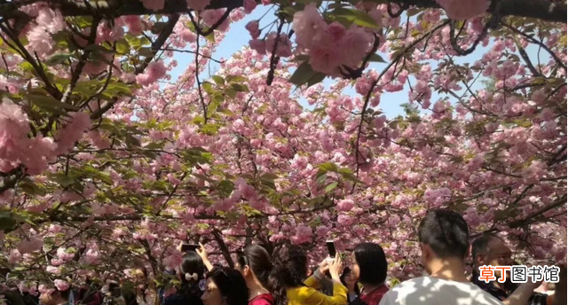 科大看樱花怎么走