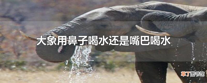 大象用鼻子喝水还是嘴巴喝水