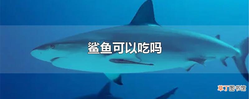 鲨鱼可以吃吗