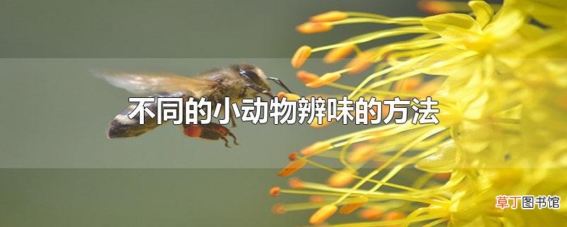 不同的小动物辨味的方法