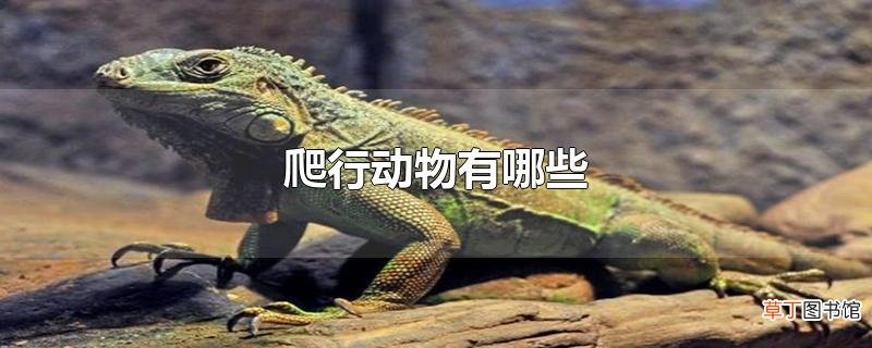 爬行动物有哪些