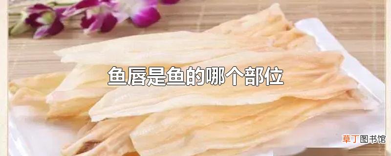鱼唇是鱼的哪个部位