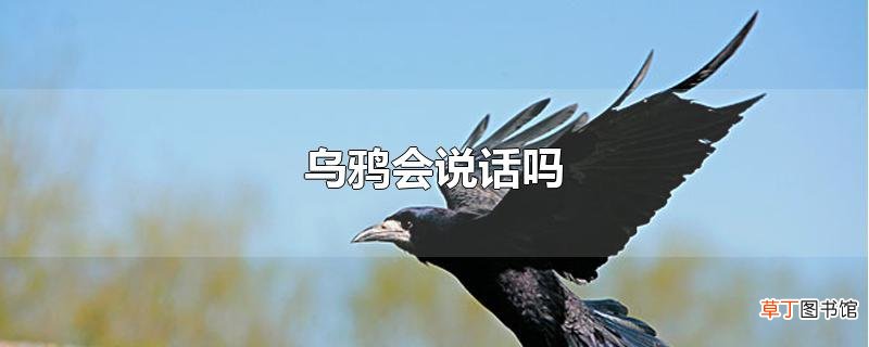乌鸦会说话吗