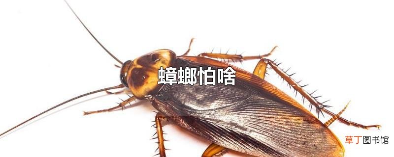 蟑螂怕啥
