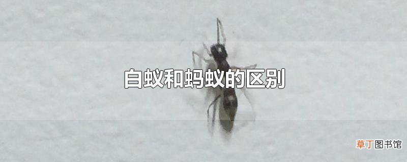 白蚁和蚂蚁的区别
