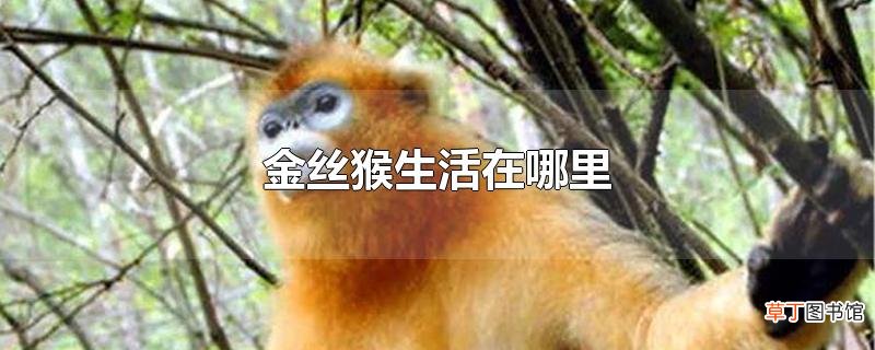 金丝猴生活在哪里