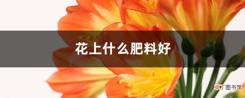 花上什么肥料好：绿萝、君子兰、长春花、三角梅施肥方法