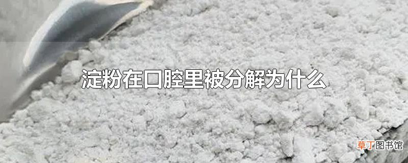 淀粉在口腔里被分解为什么
