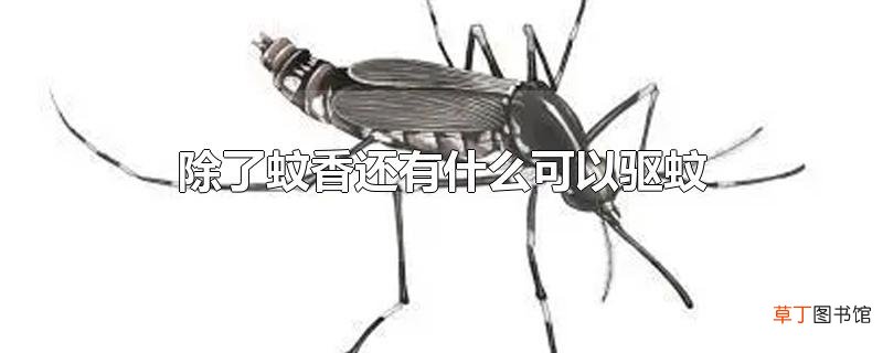 除了蚊香还有什么可以驱蚊