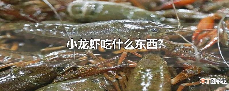 小龙虾吃什么东西?