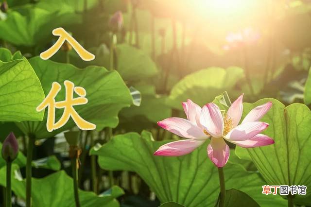 三伏天从什么时候开始算？
