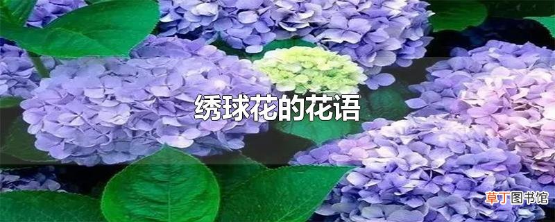 绣球花的花语