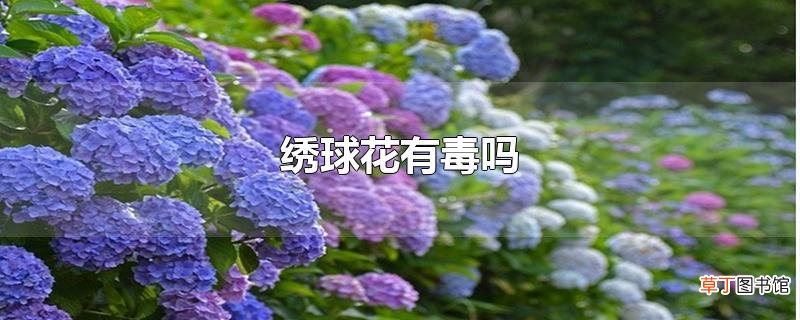 绣球花有毒吗