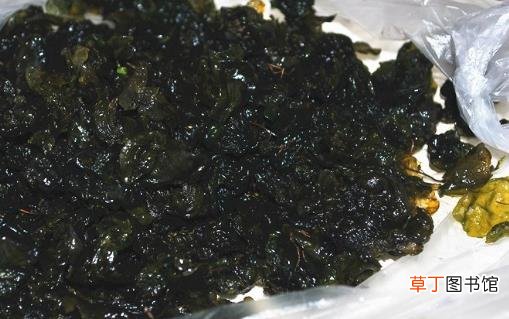 营养价值高的菜品新品种 地皮菜的好吃做法