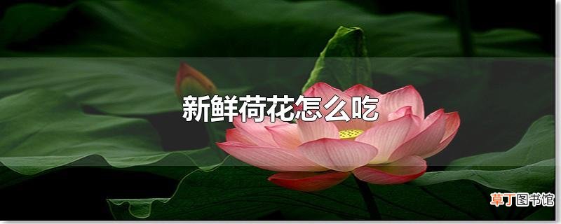 新鲜荷花怎么吃