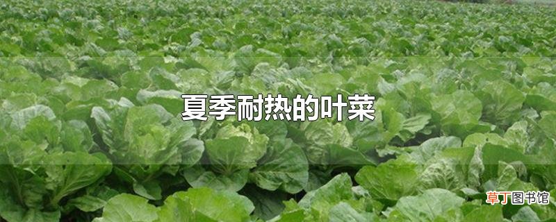 夏季耐热的叶菜