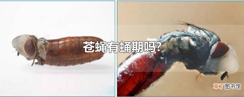 苍蝇有蛹期吗?