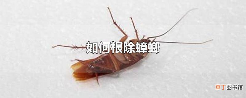 怎么根除蟑螂