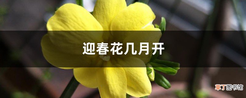 迎春花几月开