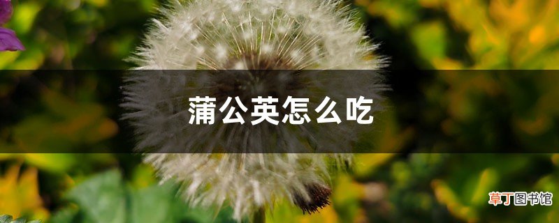 蒲公英怎么吃，蒲公英的吃法禁忌