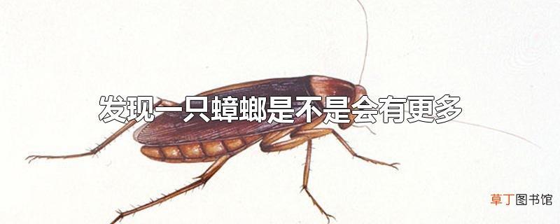 发现一只蟑螂是不是会有更多
