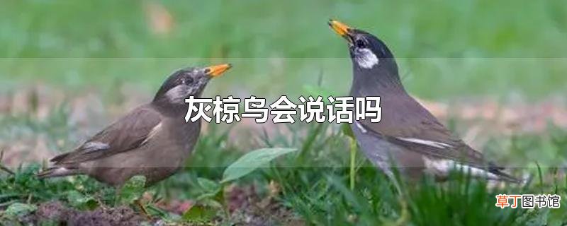 灰椋鸟会说话吗