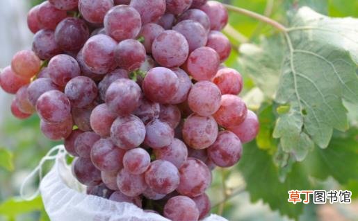 葡萄营养价值高 葡萄搭配其它水果做成果汁风味独特