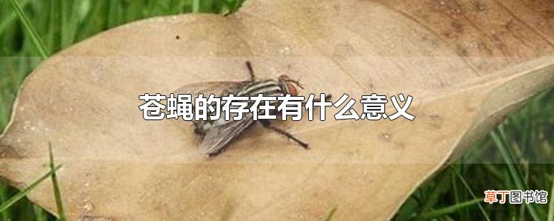 苍蝇的存在有什么意义