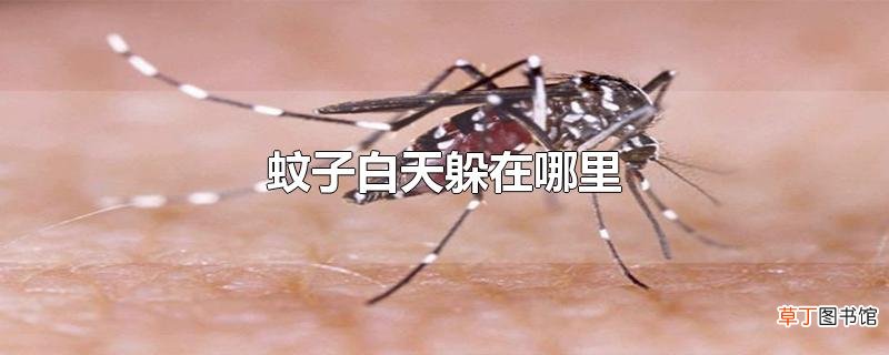 蚊子白天躲在哪里