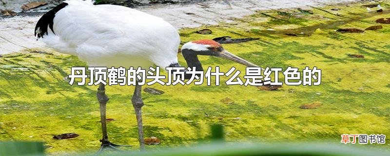 丹顶鹤的头顶为什么是红色的