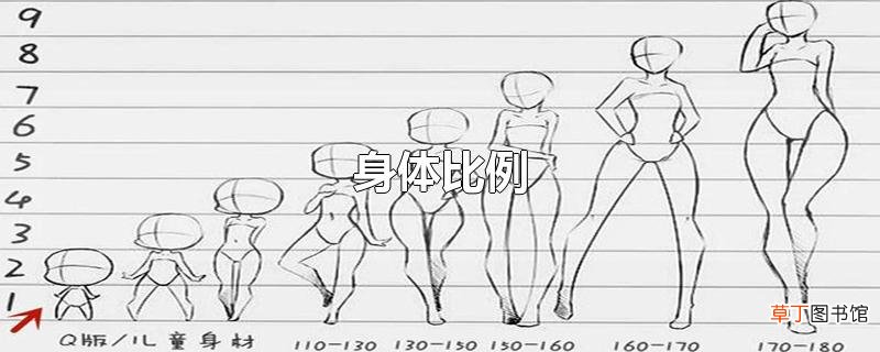 身体比例