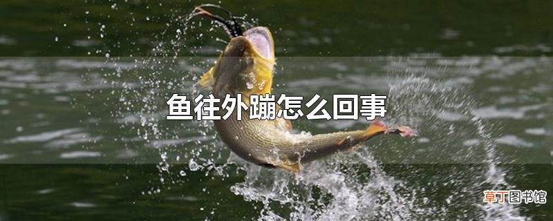 鱼往外蹦怎么回事