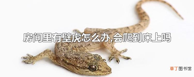 房间里有壁虎怎么办,会爬到床上吗