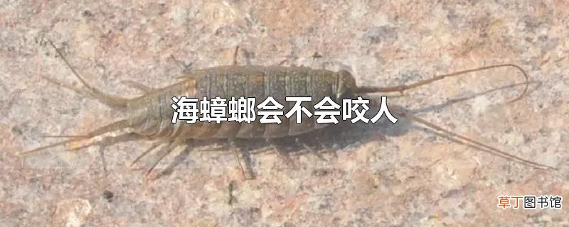 海蟑螂会不会咬人