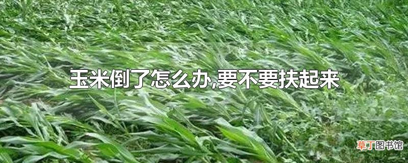 玉米倒了怎么办,要不要扶起来