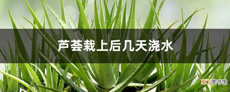 芦荟栽上后几天浇水