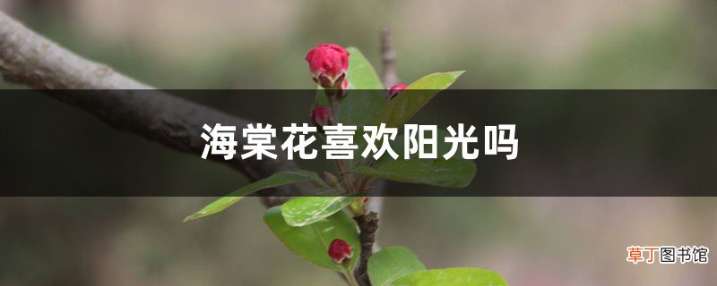 海棠花喜欢阳光吗