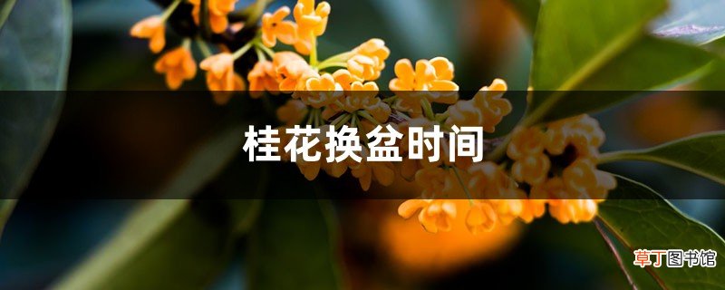 桂花换盆时间