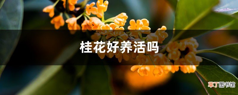 桂花好养活吗