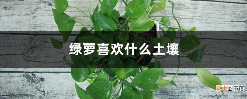 绿萝喜欢什么土壤