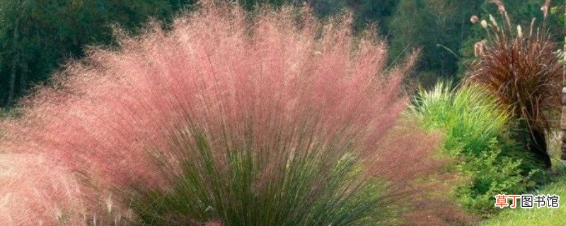 粉黛乱子草播种时间