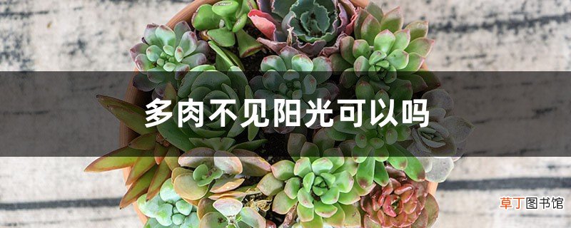 多肉不见阳光可以吗