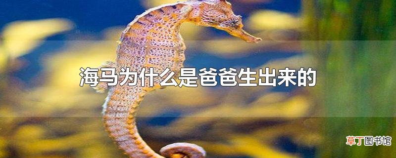 海马为什么是爸爸生出来的