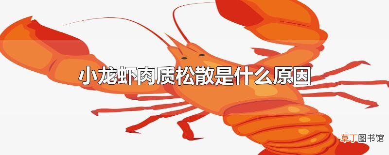 小龙虾肉质松散是什么原因