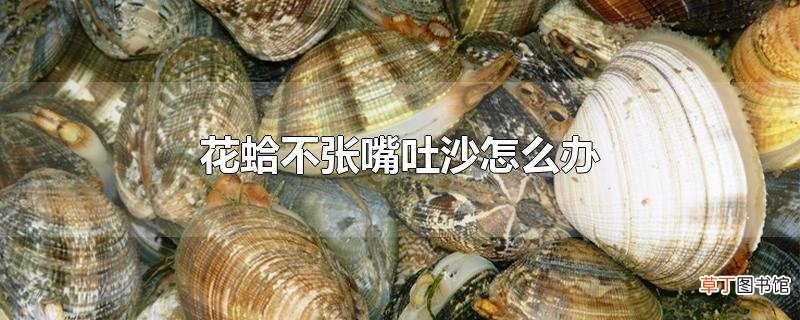 花蛤不张嘴吐沙怎么办