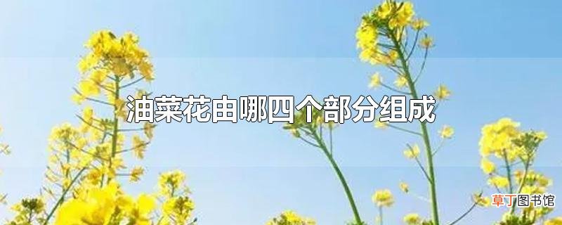 油菜花由哪四个部分组成