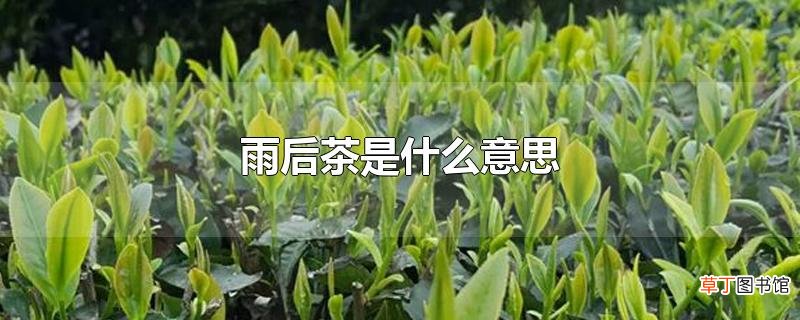 雨后茶是什么意思