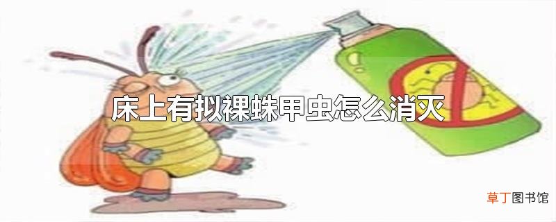床上有拟裸蛛甲虫怎么消灭
