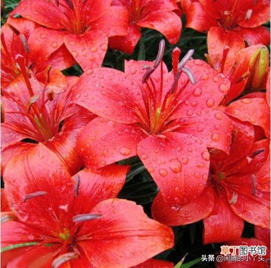 养百合花的注意事项 红百合的花语和寓意