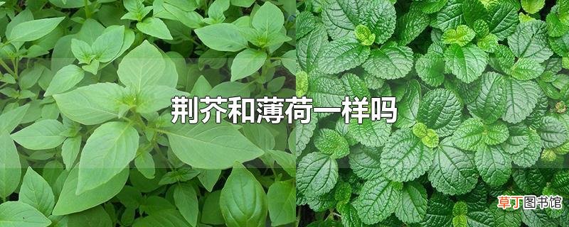 荆芥和薄荷一样吗